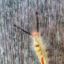 White-marked tussock moth