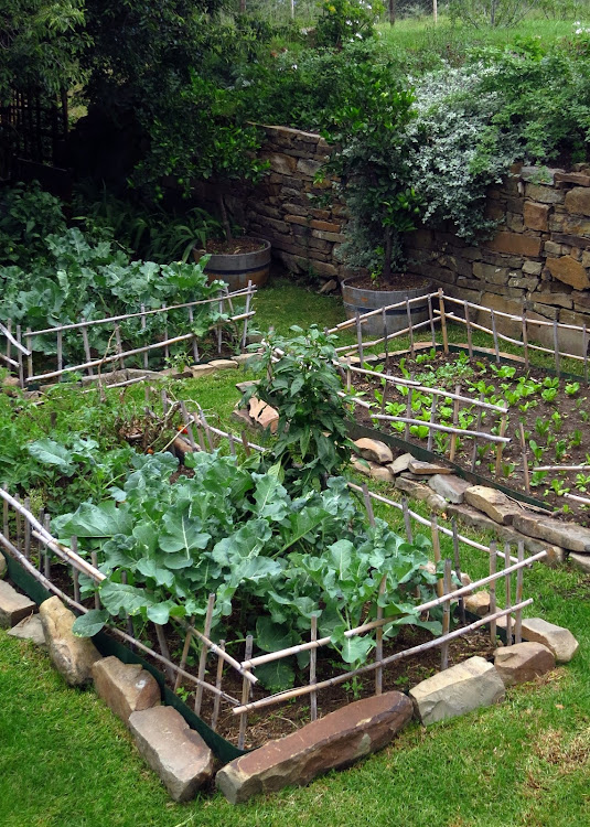 A lawn converted into vegetable beds.