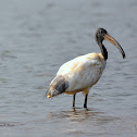 Black-headed ibis