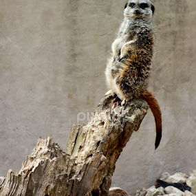 Meerkat Guard by Roger Butler - Animals Other Mammals