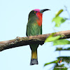 Red-bearded Bee-eater