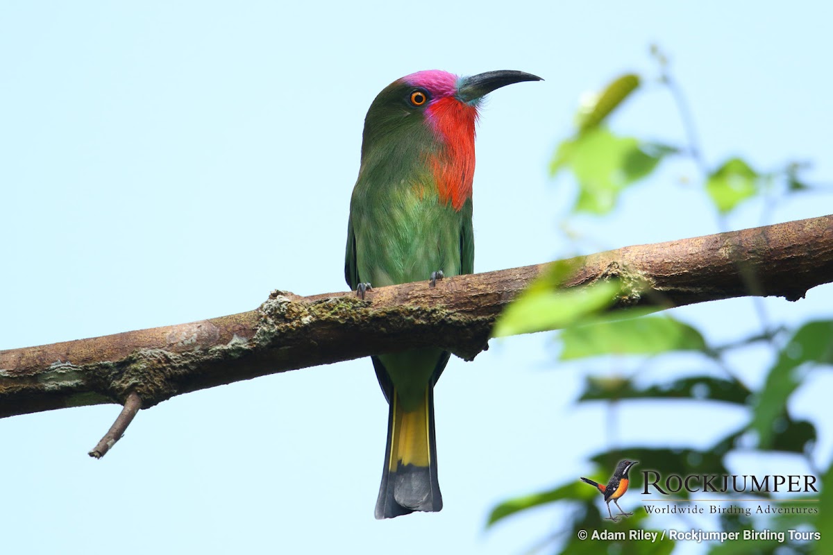 Red-bearded Bee-eater