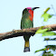 Red-bearded Bee-eater