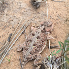 Short-horned Lizard