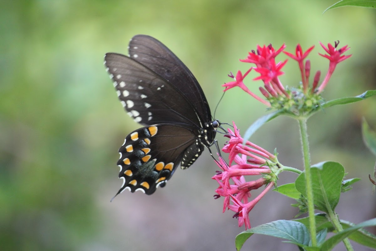 Spicebush Swallowtail Butterfly