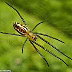 Long-jawed Orbweaver