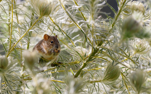 Mouse rowing tree