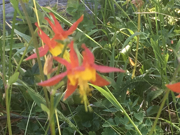 Two orange and red flowers in grass