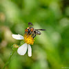 Apidae 蜜蜂屬