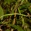 Stick Insect, Phasmid - Female