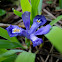 Dwarf Lake Iris