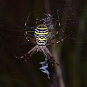 Wasp Spider