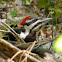 Pileated Woodpecker