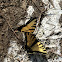 Eastern Tiger Swallowtail