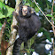 Sagui-da-serra-escuro (Buffy-tufted-ear marmoset)