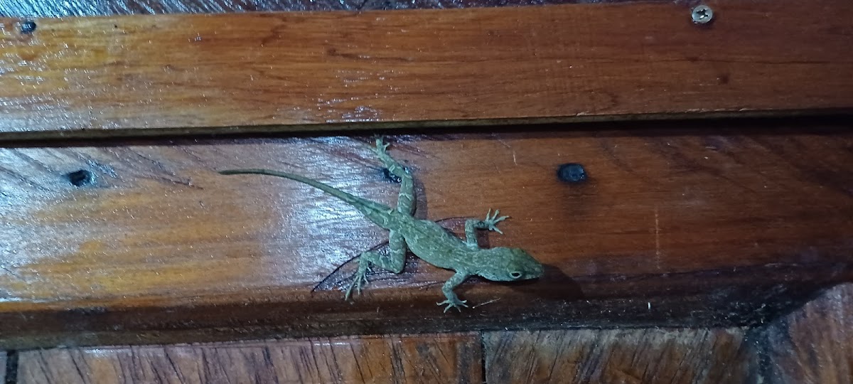 Dominican Anole