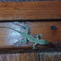 Dominican Anole