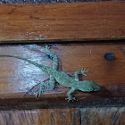 Dominican Anole