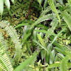 Green Crested Lizard