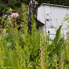 Pale Purple Coneflower