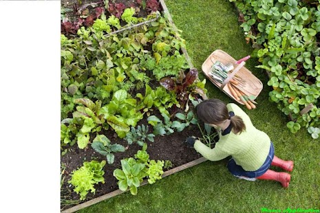 DIY Herb Garden Design Ideas Screenshots 8
