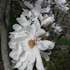 Star Magnolia