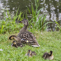 Mamma e cuccioli di 