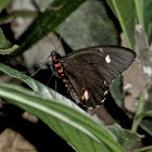 Green-celled Cattleheart