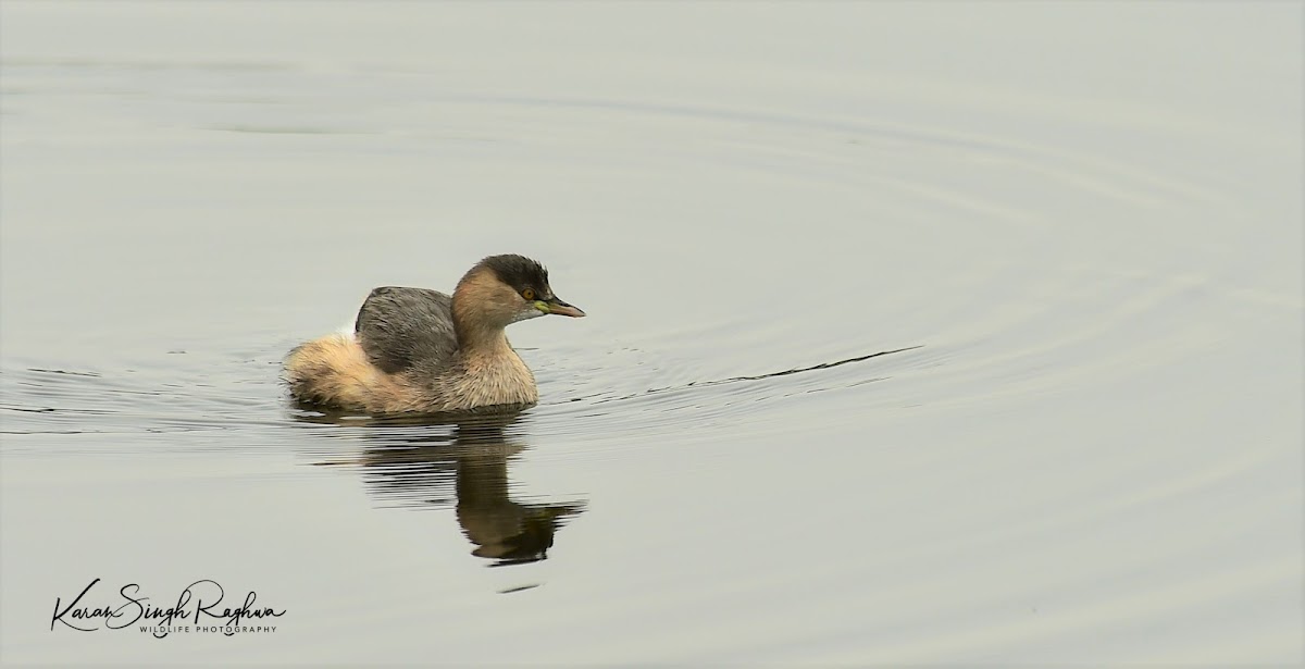 Grebe  -  Little Grebe