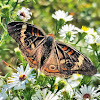 Common buckeye