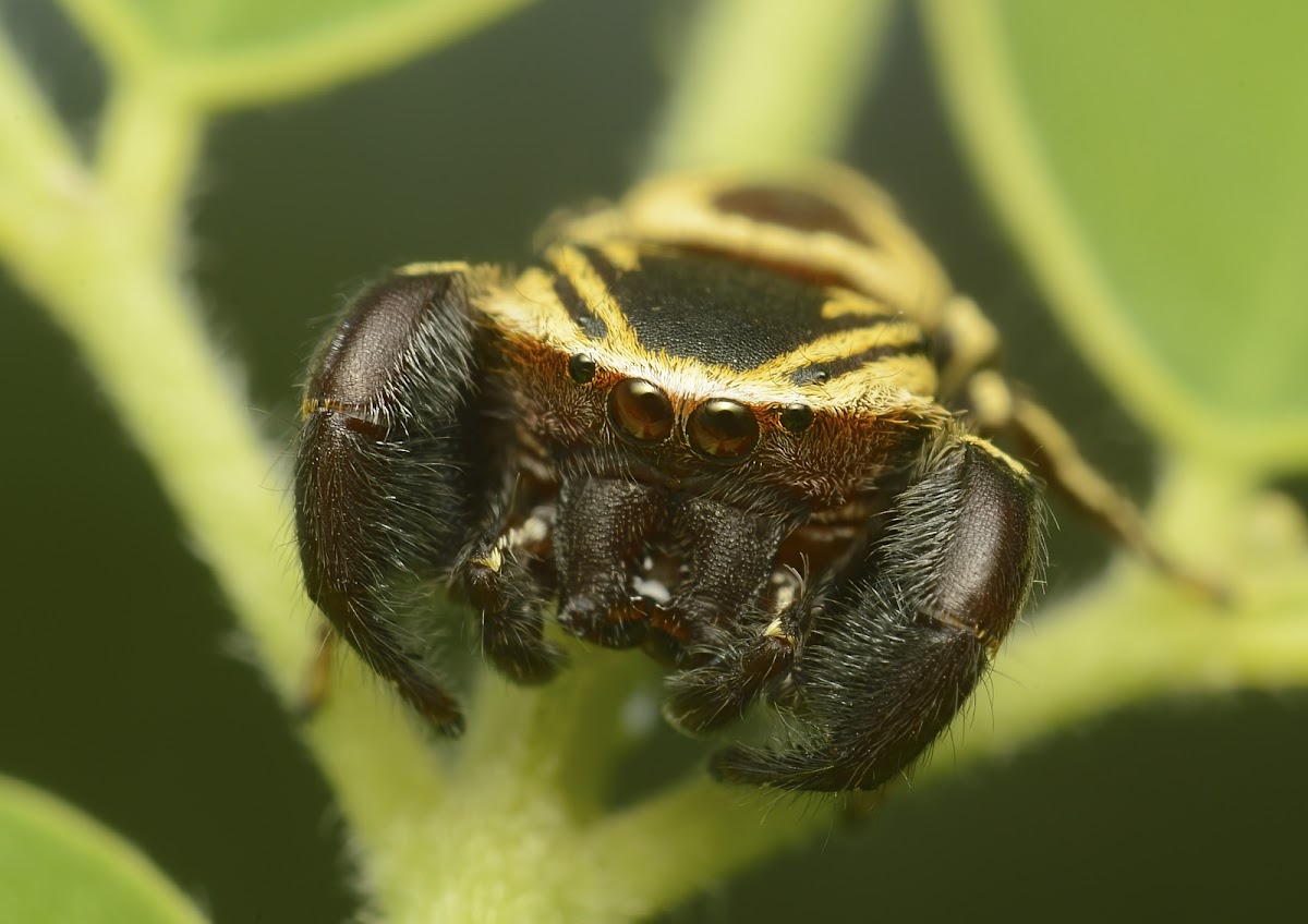 Wasp mimic jumping spider