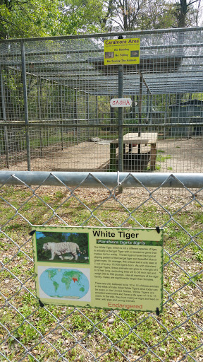 White Tiger