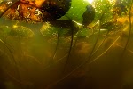 Waterleliebladeren<br />
foto: © Willem Kolvoort