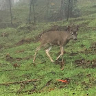 Mule Deer