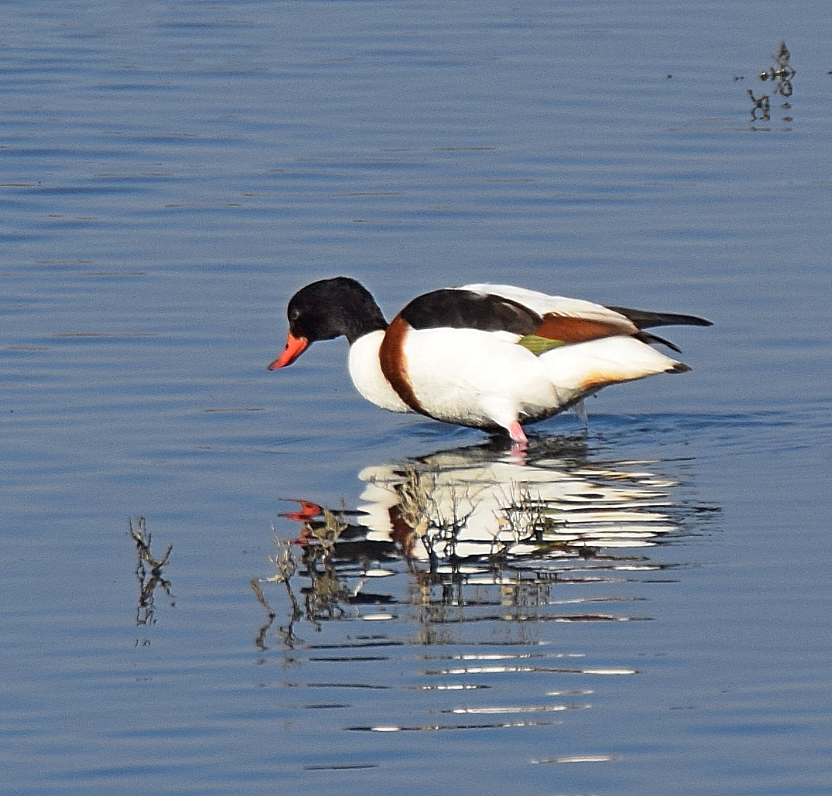 Shelduck