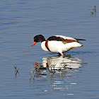 Shelduck