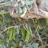 Carob Tree