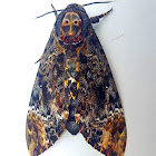 Greater Death's-Head Hawkmoth