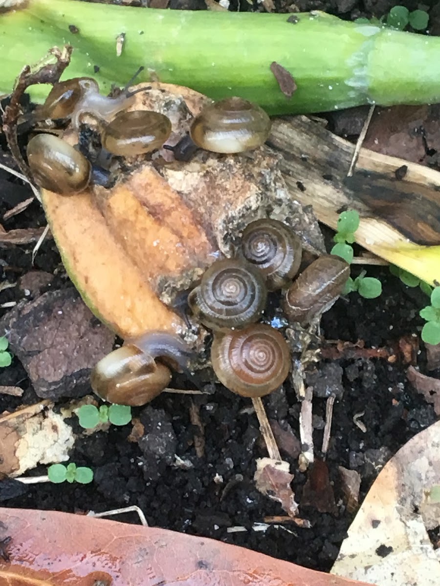 Snails on Iris Seed Pod