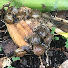 Snails on Iris Seed Pod