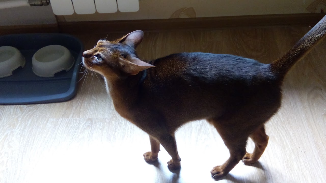 На встречу к питерским котам. Летний вечер с Нет.