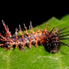 Caterpillar