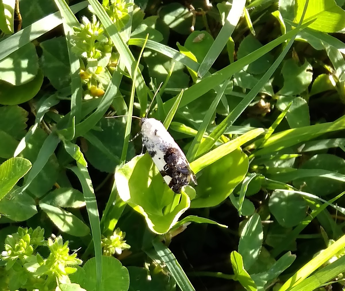 Bird dropping moth