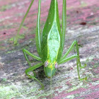 Katydid or Bush Cricket