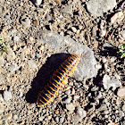 Flat backed Millipede