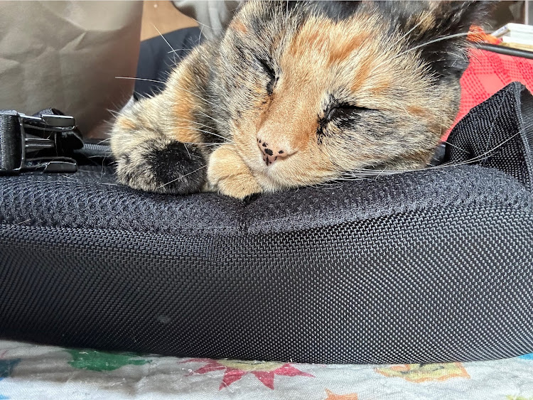 アクセラスポーツの愛猫と愛車・散歩・GWに関するカスタム事例の投稿画像3枚目