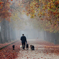 A spasso con i cani di 