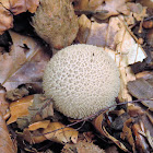 Warted puffball