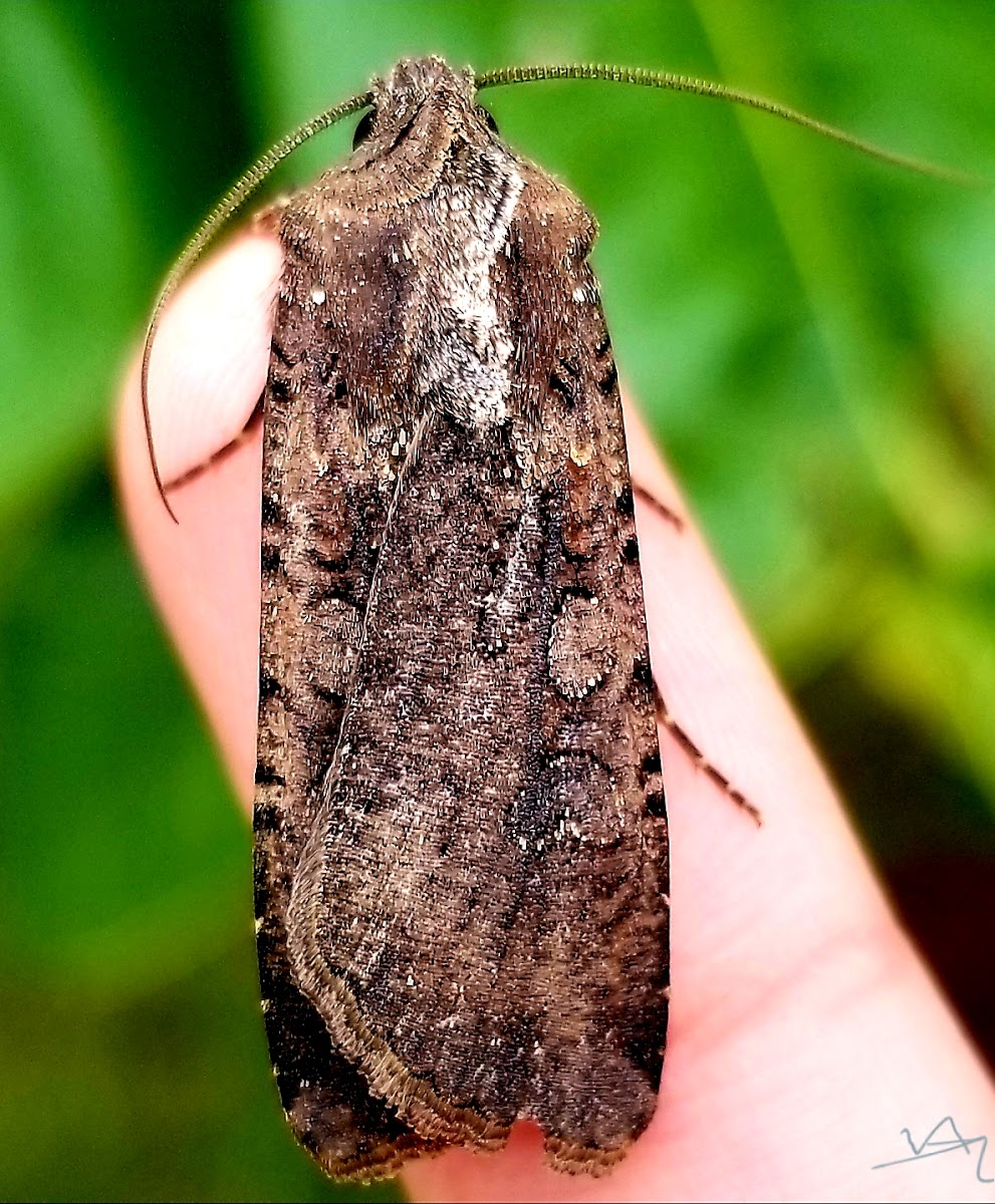 Variegated cutworm moth