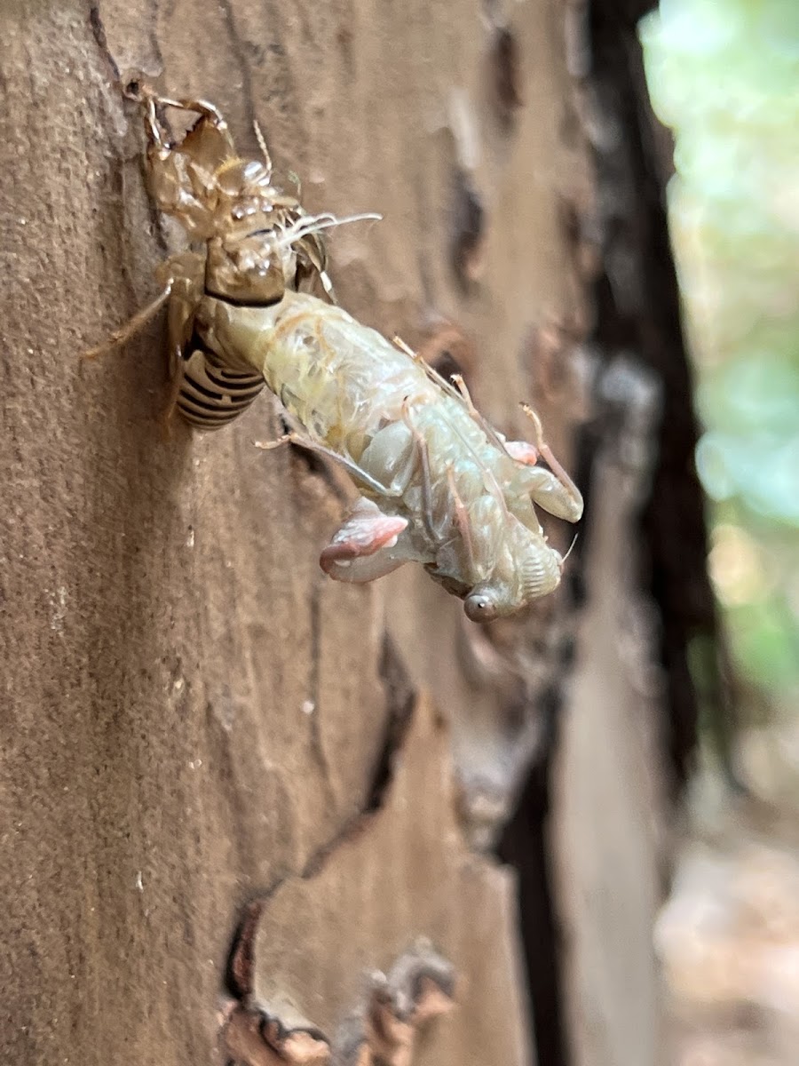 Cicada Molting